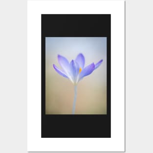 Purple Crocus with Soft Focus Posters and Art